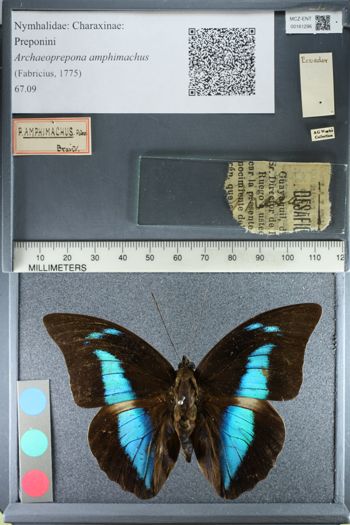 Media type: image;   Entomology 161296